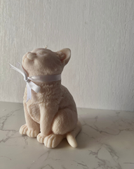 Cream Kitten