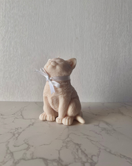 Cream Kitten