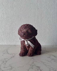 Brown Puppy